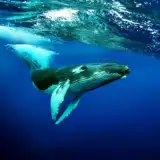 The Humpback Whales