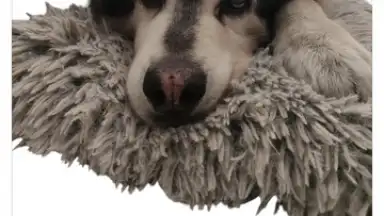 PhotoRoom screenshot 7