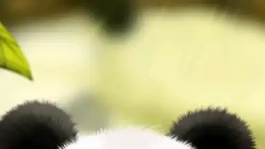 Panda Chub Live Wallpaper Free screenshot 2