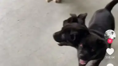 TikTok Pro screenshot 1