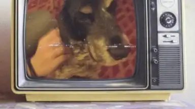V Camera screenshot 3