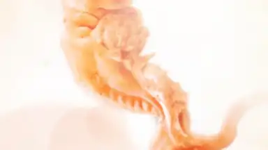 Pregnancy + screenshot 16