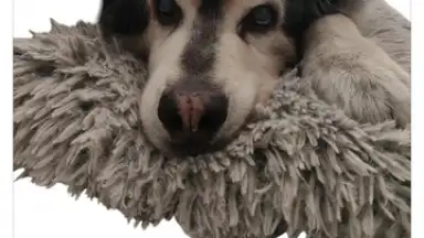 PhotoRoom screenshot 6