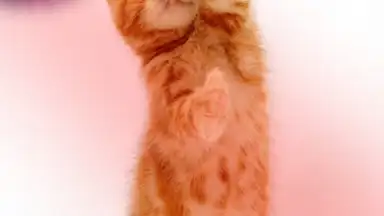 Talking, Dancing Cat. screenshot 4
