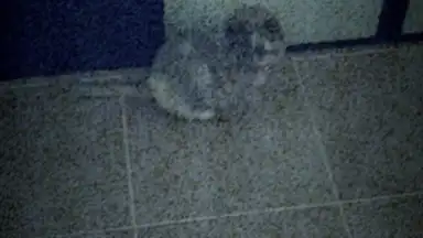 Five Nights at Freddy's AR: Special Delivery screenshot 8