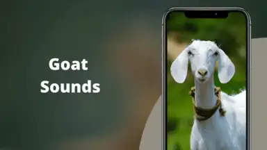 Goat Sounds screenshot 2