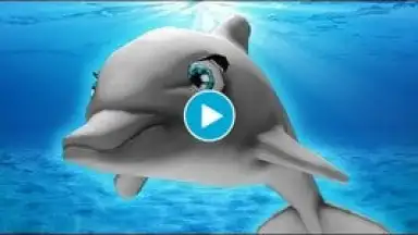 My Dolphin Show screenshot 1