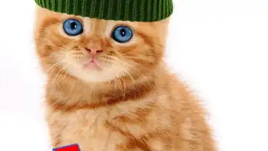 Talking, Dancing Cat. screenshot 9