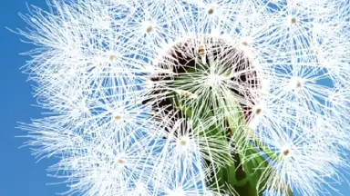 Dandelion screenshot 1