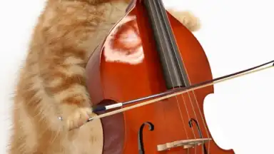 Talking, Dancing Cat. screenshot 5