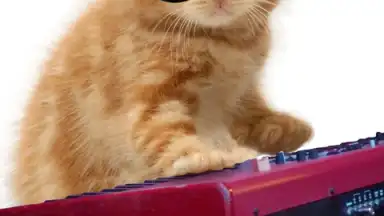 Talking, Dancing Cat. screenshot 7
