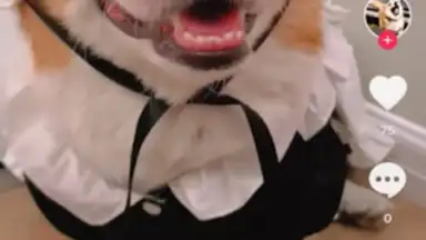 Downloader for TikTok screenshot 1