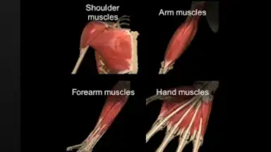 3D Anatomy Learning screenshot 1