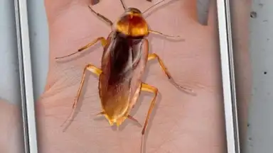 Cockroach Hand Funny Joke screenshot 1