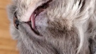 Honista screenshot 9