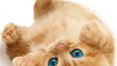 Talking, Dancing Cat. screenshot 6