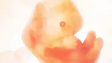 Pregnancy + screenshot 8