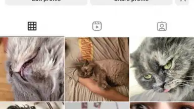 Honista screenshot 7