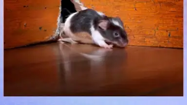 100 PICS Puzzles screenshot 3