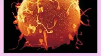 Pregnancy Weekly screenshot 3