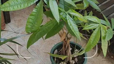 Google Lens screenshot 1