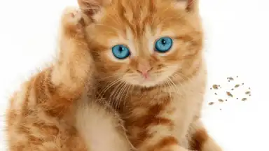 Talking, Dancing Cat. screenshot 2