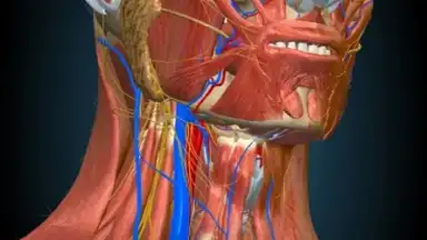 3D Anatomy Learning screenshot 6