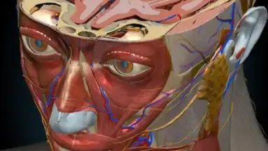 3D Anatomy Learning screenshot 8