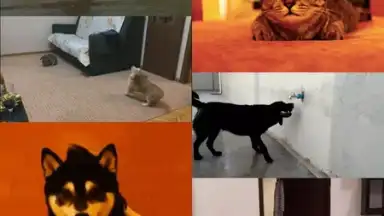 GfyCat screenshot 7