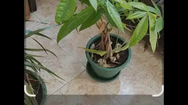 Google Lens screenshot 2