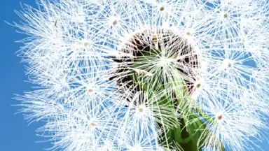 Dandelion screenshot 2