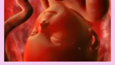 Pregnancy Weekly screenshot 5