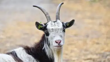 Goat Sounds screenshot 4
