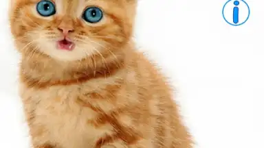 Talking, Dancing Cat. screenshot 8