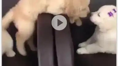 VIP Video downloader screenshot 6