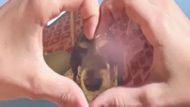 V Camera screenshot 2