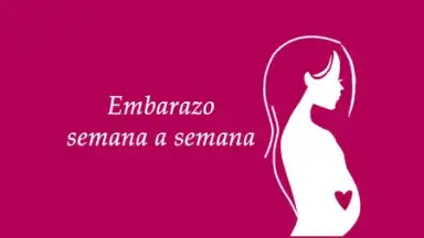 Semanas Embarazo screenshot 7