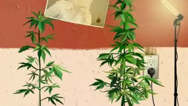 Weed Firm: RePlanted screenshot 6