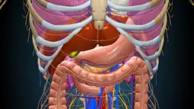3D Anatomy Learning screenshot 4