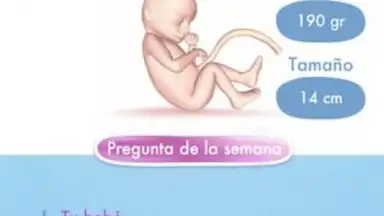 Mi Embarazo screenshot 4