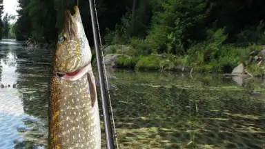 i Fishing Lite screenshot 3