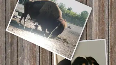 SlideShow5000 FREE screenshot 3